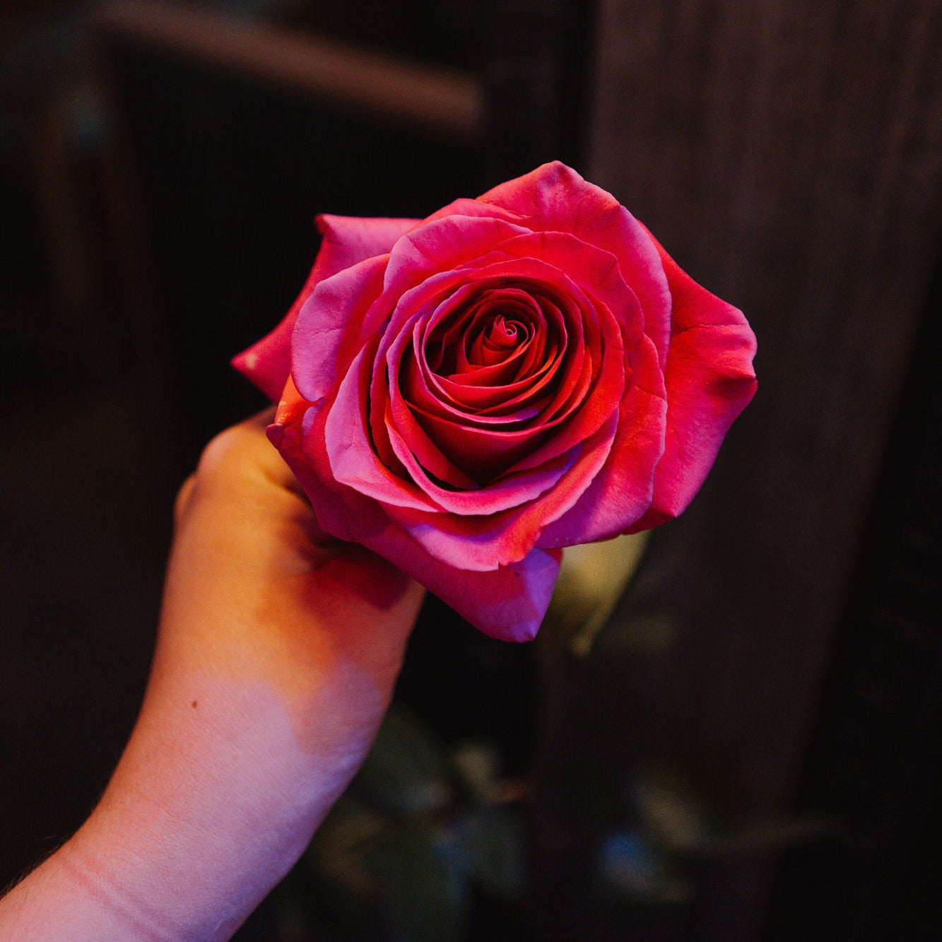 Single Rose