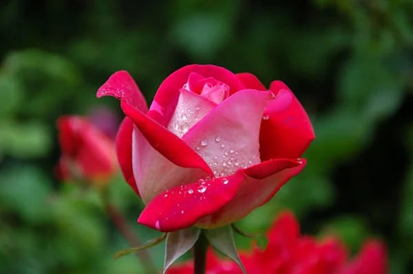 Close-up of a vibrant pink and red rose with water droplets, symbolizing beauty and donation