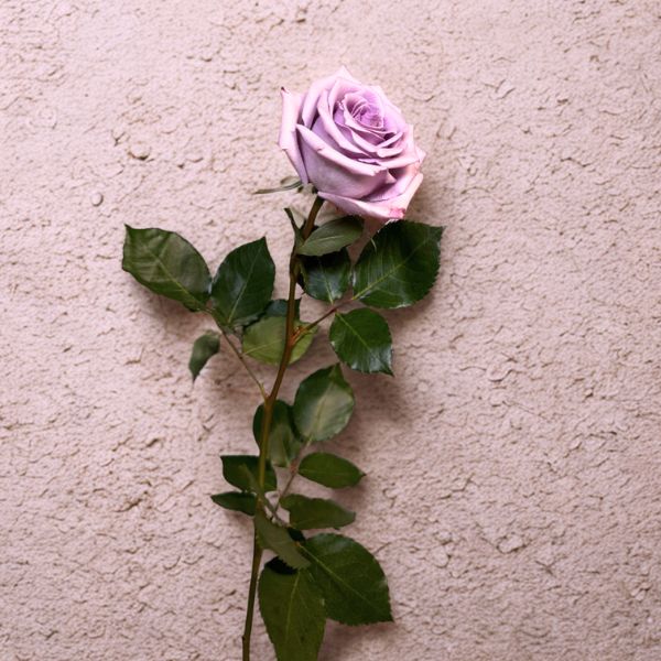 Single lavender rose with green leaves against textured beige wall highlighting repeated refills concept