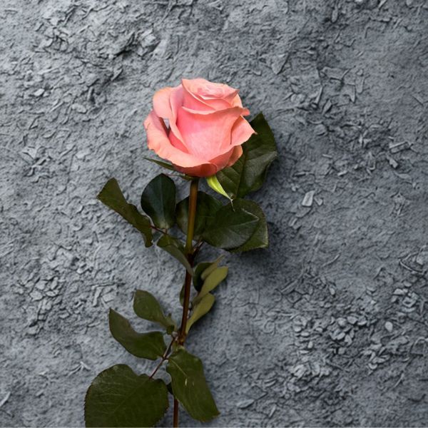 Single pink rose with green leaves against textured gray background by Infatuated Repeated Refills