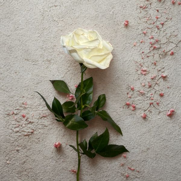 Single white rose with green leaves on textured surface symbolizing Repeated Refills by Infatuated
